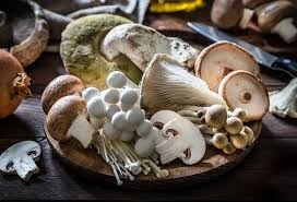 Functional Mushrooms Explained